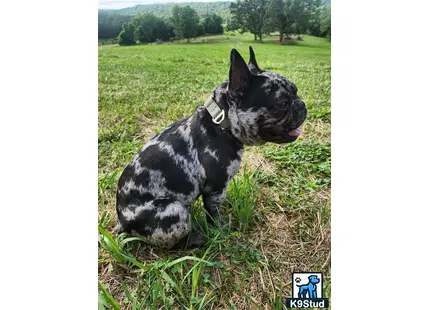 a french bulldog dog sitting in the grass